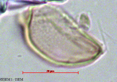 ISEM 1/Cuphea_spruceana_5459/Cuphea_spruceana_5459_0001(copy)_thumb.jpg
